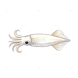 手绘风海鲜海洋生物乌贼插画设计素材