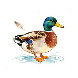 水彩风绿头鸭动物插画设计素材