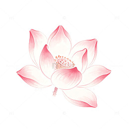 手绘风粉色莲花花卉设计素材