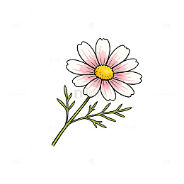 手绘风雏菊花朵植物插画设计素材