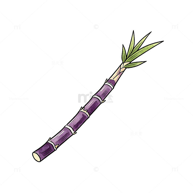 手绘风紫色竹节笋植物插画设计素材