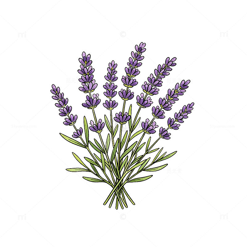 手绘风薰衣草植物插画设计素材