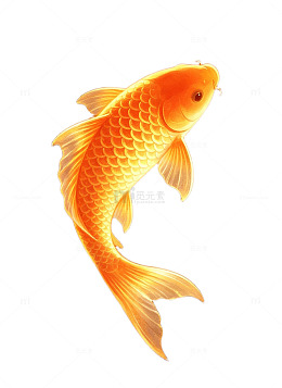 锦鲤金鱼插画素材