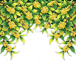 桂花插画素材