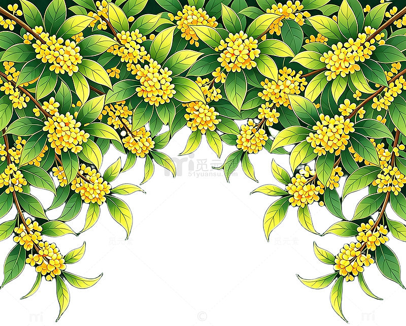 桂花插画素材