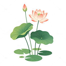 插画风荷花池塘手绘植物设计素材