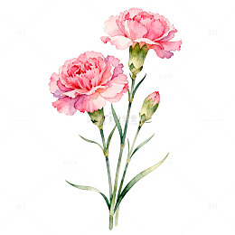 水彩风康乃馨花卉手绘插画设计素材