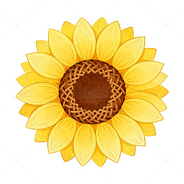 手绘风向日葵花朵插画设计素材