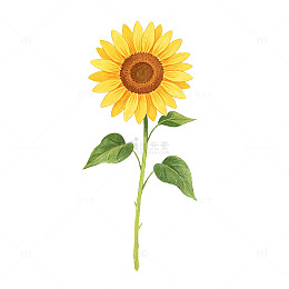 手绘风向日葵花卉插画设计免抠