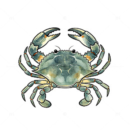 水彩风生螃蟹插画设计素材