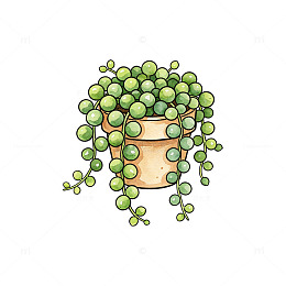 手绘风绿植多肉情人泪盆栽插画设计素材