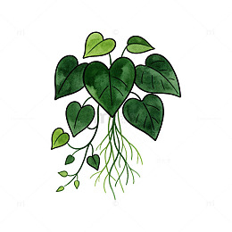 手绘风绿植心形叶片植物插画素材