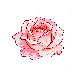 手绘风粉色玫瑰花卉插画设计素材
