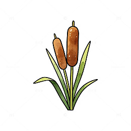 手绘风香蒲植物插画设计素材