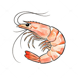 手绘风鲜虾海鲜插画设计素材