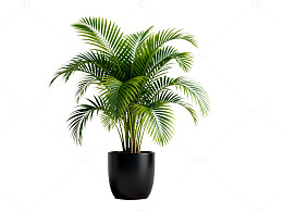 简约风绿植盆栽3D渲染设计素材