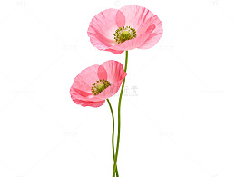 水彩风粉色罂粟花植物插画素材