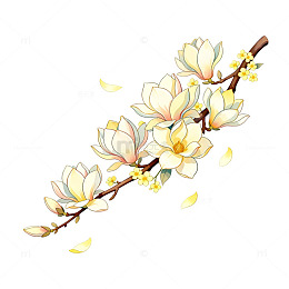 手绘风玉兰花枝花卉设计素材