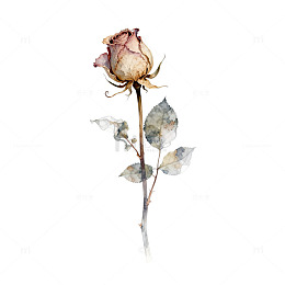 水彩风干枯玫瑰花植物插画素材