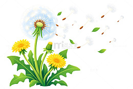 手绘风蒲公英花朵植物插画素材