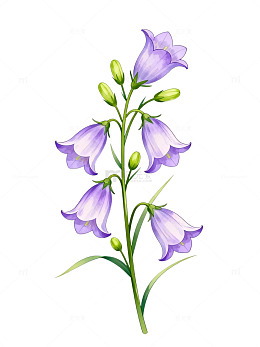 水彩风铃兰花植物手绘插画素材