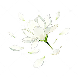 手绘风玉兰花瓣飘落设计素材
