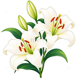 手绘风白色百合花植物插画素材