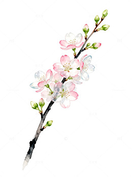 水彩风樱花枝条手绘花卉设计素材