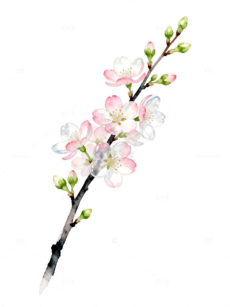 水彩风樱花枝条手绘花卉设计素材