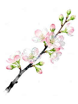水彩风樱花枝条手绘花卉设计素材