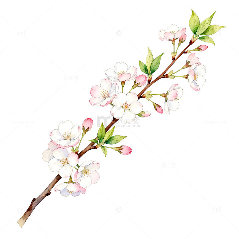水彩风樱花枝条手绘花卉设计素材