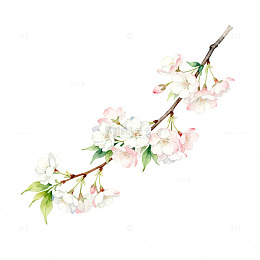 水彩风樱花枝条手绘花卉设计素材