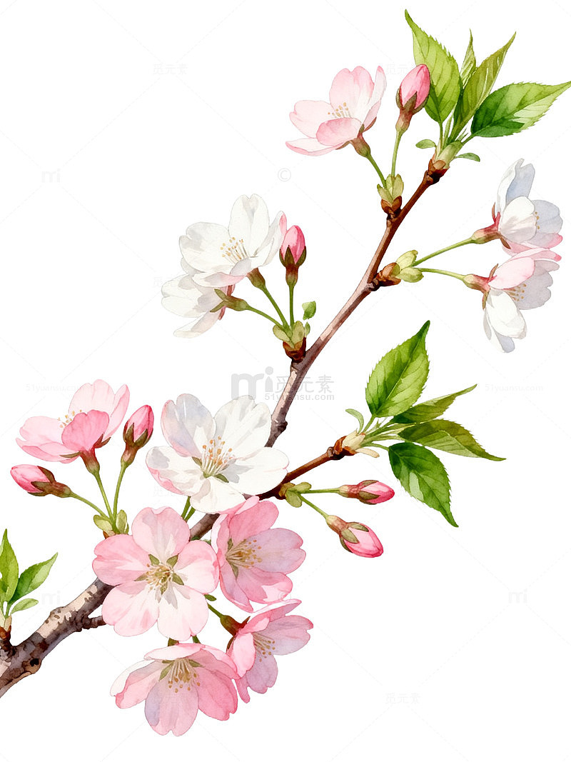 水彩风樱花枝条手绘花卉设计素材