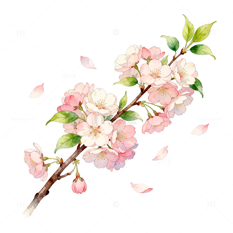水彩风樱花枝条手绘花卉设计素材