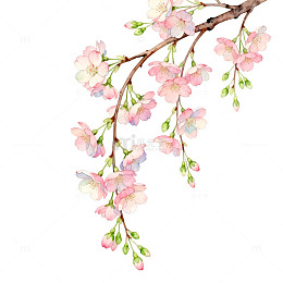 水彩风樱花枝条手绘花卉设计素材