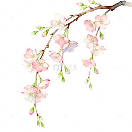 水彩风樱花枝条手绘插画设计素材
