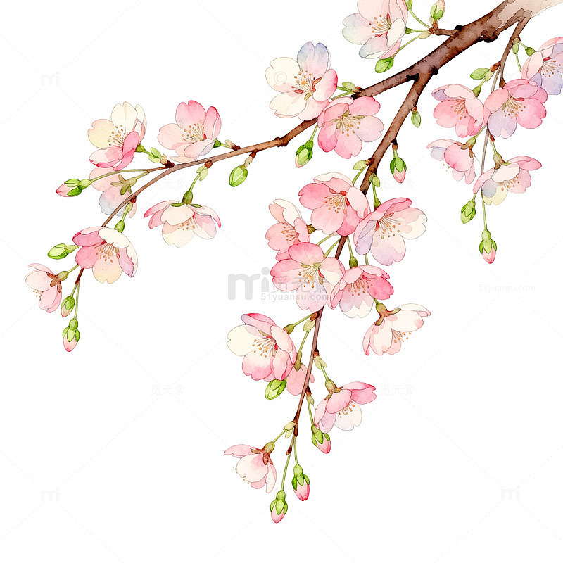 水彩风樱花枝条手绘花卉设计素材