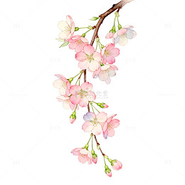 水彩风樱花枝条手绘花卉设计素材