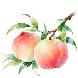 水彩风桃子枝叶手绘插画设计素材