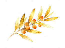 水彩风秋日枝叶果实手绘插画素材