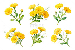 水彩风黄色小雏菊花卉插画素材