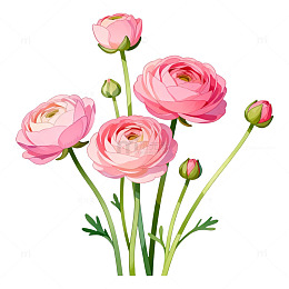 手绘风粉色花束植物插画设计素材
